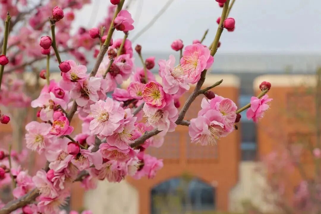 At ZIST Campus, Encounter Thirty Romantic Moments of Spring